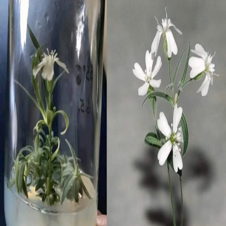 Científicos consiguen revivir exitosamente una planta de 32.000 años de antigüedad gracias al rol de las ardillas.