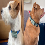 La tecnología permite que su mascota cuente con un dispositivo móvil propio: así funciona el sistema que le habilita realizar llamadas y conversaciones remotas con ella. La tecnología permite que su mascota cuente con un dispositivo móvil propio: así funciona el sistema que le habilita realizar llamadas y conversaciones remotas con ella.