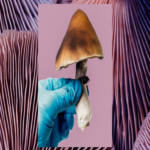 Las sustancias que alteran la mente continúan mostrando limitaciones en los ensayos clínicos.